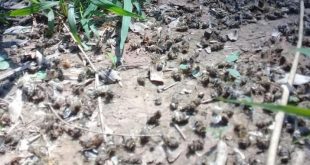 Metán: Apicultores afectados por la gran mortandad de abejas